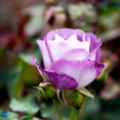 Rose - 'Blue For You'