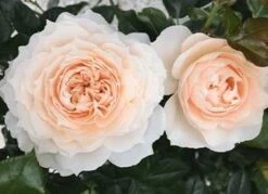 Rose - Fru Nørby™ - Syn. Royal Diva - Plant'n' Relax®