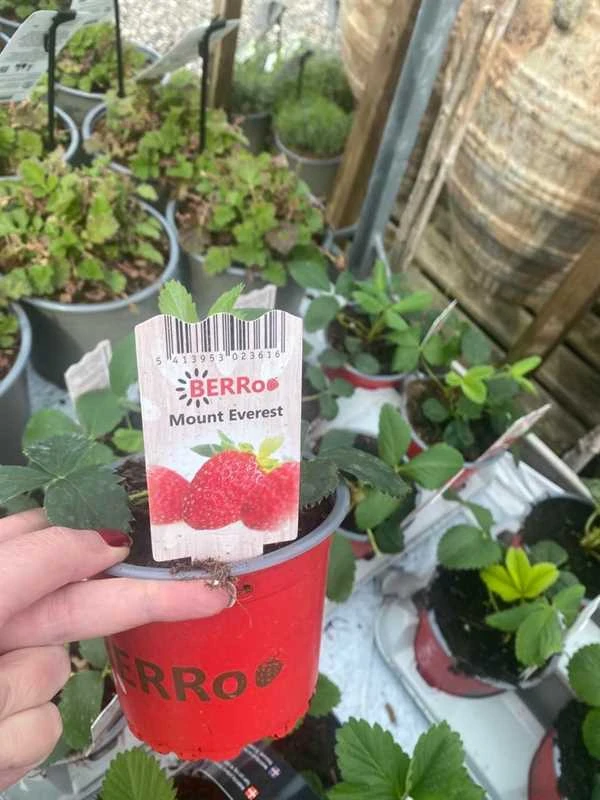 Jordbærplante Mount Everest 1 Jordbærplante Mount Everest