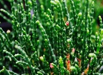 Salturt - Kveller 1 Salturt - Kveller