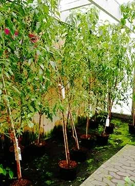 Prunus Amygdalus 'Ferskenmandel' 1 Prunus Amygdalus 'Ferskenmandel'