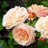 'Charles Austen' Engelsk Rose