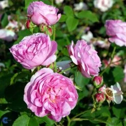 'Louise Odier' - Historisk Buskrose