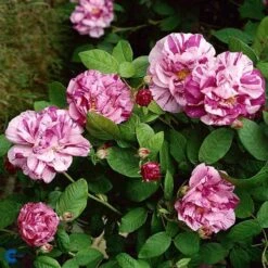 'Mundi' - Historisk Buskrose