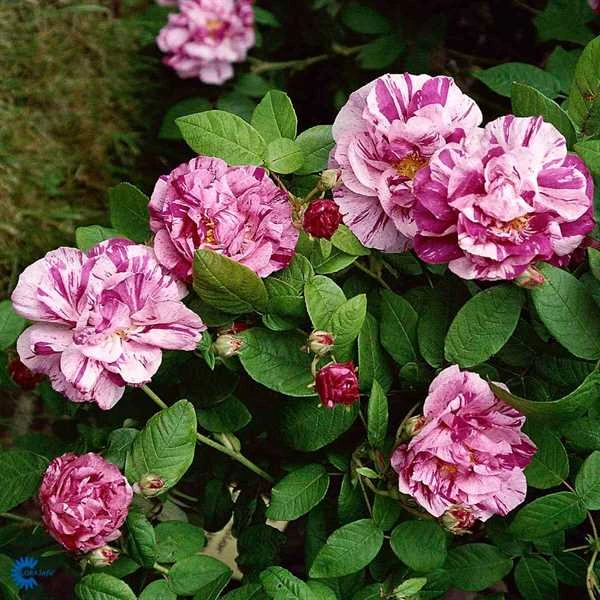 'Mundi' - Historisk Buskrose 1 'Mundi' - Historisk Buskrose