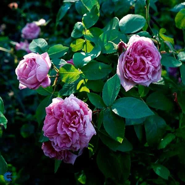 'Comte De Chambord' - Historisk Buskrose 1 'Comte De Chambord' - Historisk Buskrose