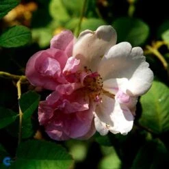 'York And Lancaster' - Historisk Buskrose