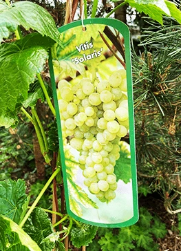 Vinplante - Vitis 'Solaris' 1 Vinplante - Vitis 'Solaris'