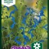 Blå Salvie