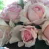 Rose - 'Emmelie De Forest'™ - Plant'n' Relax®