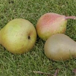 Familietræ Pære Med 3 Sorter