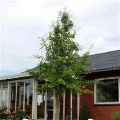 Ginkgo Biloba 'Prigo'