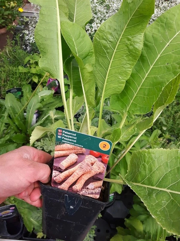 Peberrod 1 L Potte 1 Peberrod 1 L Potte