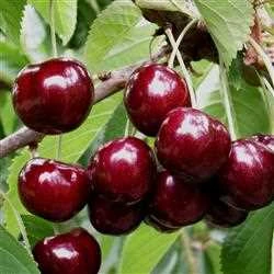 Kirsebær 'SKEENA' 1 Kirsebær 'SKEENA'