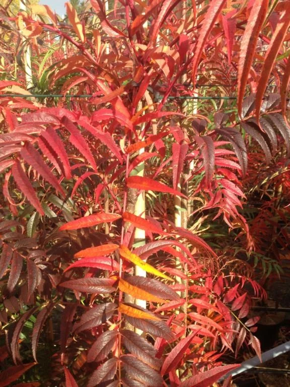 Koreansk Røn 'Dodong' SHOK 10-12 Cm 1 Koreansk Røn 'Dodong' SHOK 10-12 Cm