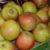Æbletræ 'Holsteiner Cox'