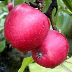 Æbletræ 'Ildrød Pigeon'