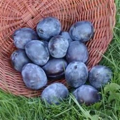 Blomme 'Italiensk Sveske'