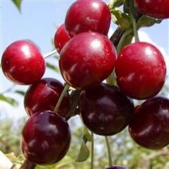 Kirsebær 'SKYGGEMOREL'