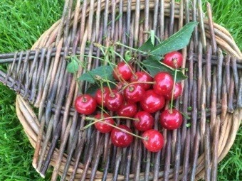 Kirsebær 'STELLA' 1 Kirsebær 'STELLA'