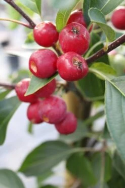 Paradisæbletræ 'Brændkjær'