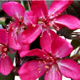 Rødbladet Paradisæbletræ 'Freja' 1 Rødbladet Paradisæbletræ 'Freja'