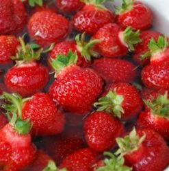 Jordbærplante 'Ostara' 6 Stk.