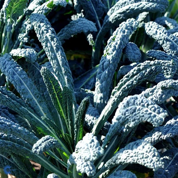 Palmekål 1 Palmekål