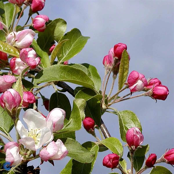 Paradisæbletræ `Gorgeous` 1 Paradisæbletræ `Gorgeous`