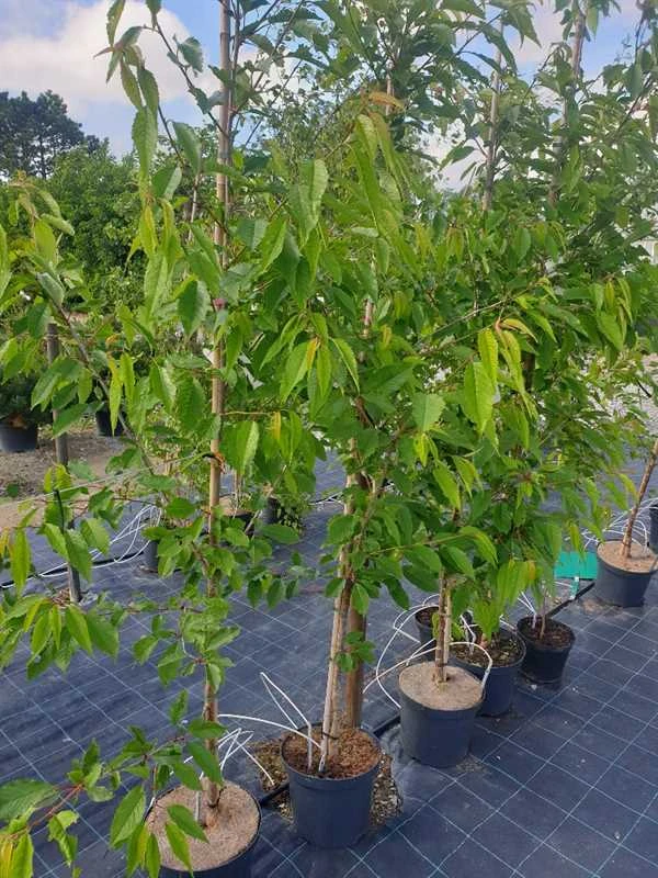 Fyldtblomstret Fuglekirsebær 'Plena' 1 Fyldtblomstret Fuglekirsebær 'Plena'