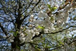 Fuglekirsebær - 'Plena' SHOK 12-14 Cm