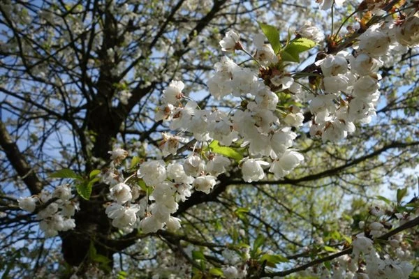 Fuglekirsebær - 'Plena' SHOK 12-14 Cm 1 Fuglekirsebær - 'Plena' SHOK 12-14 Cm