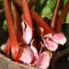 Rabarber `Strawberry Surprise`