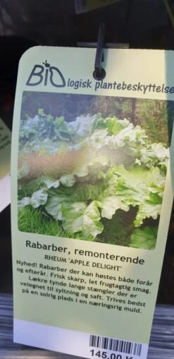 Rabarber `Apple Delight`