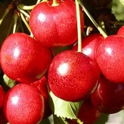 Kirsebær `SUNDBURST` 1 Kirsebær `SUNDBURST`