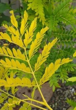 Gulbladet Tretorn 'Sunburst'