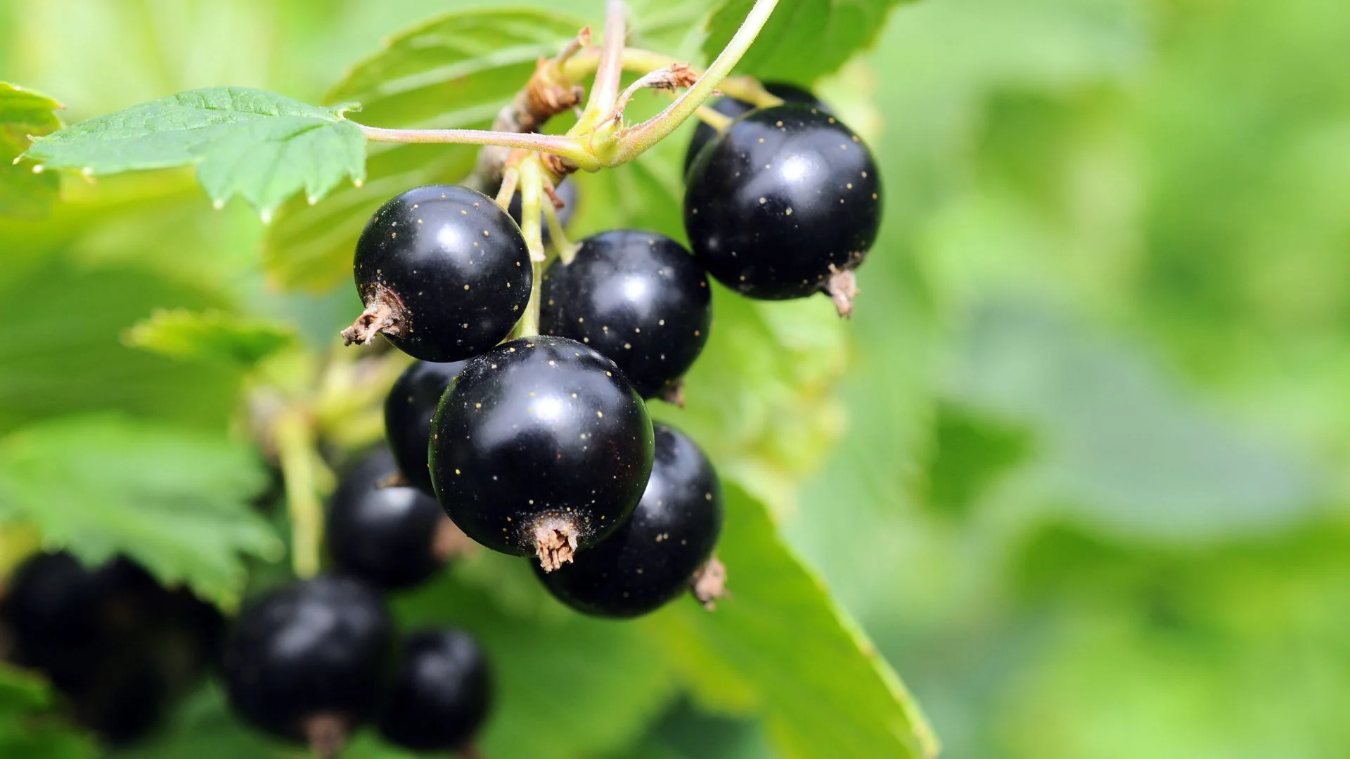 Frø sortiment Butik -Frø sortiment Butik 220 Billeder i mails og artikler 1920 × 1080px 2023 10 25T072510