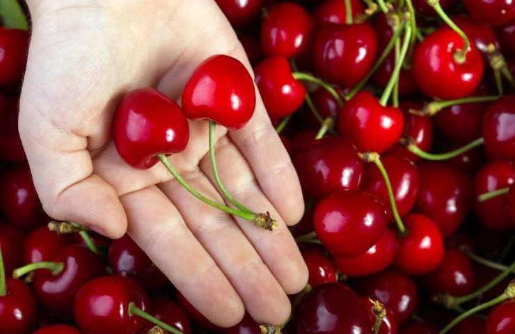 Frø sortiment Butik -Frø sortiment Butik 317 forside til haveguides 740 × 480px 6