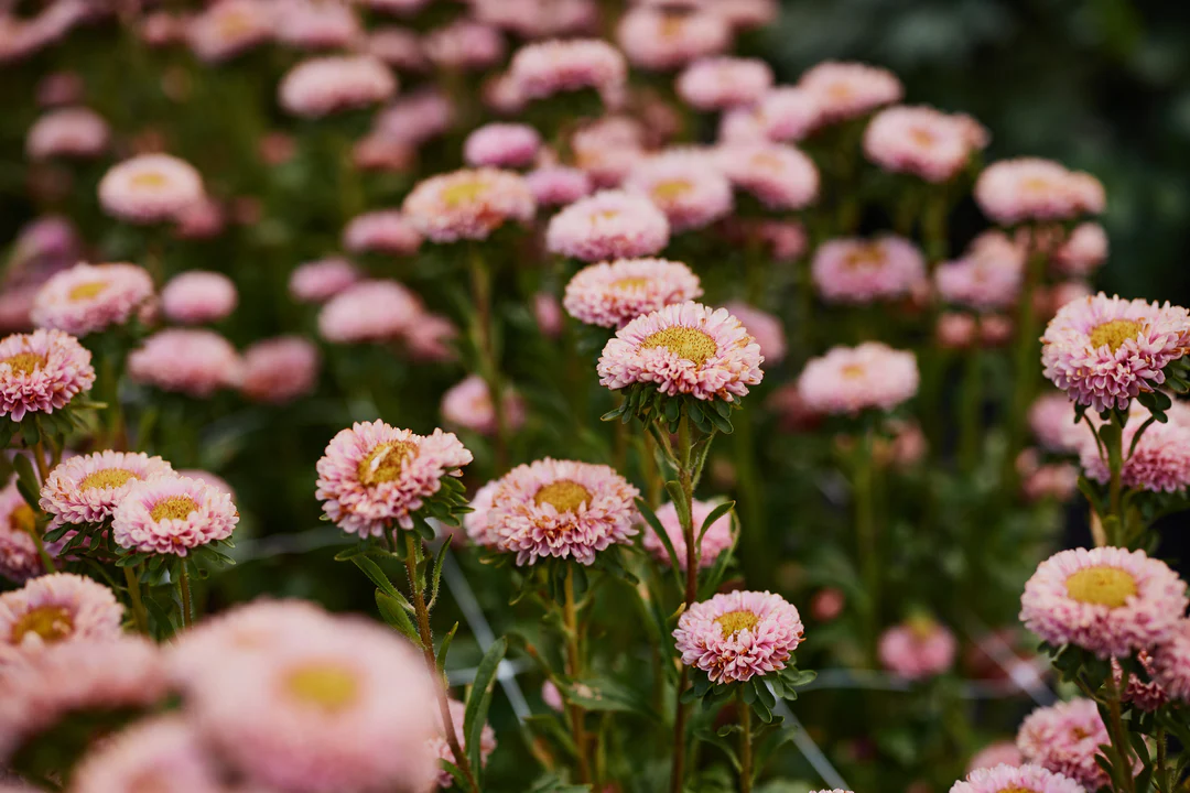 Frø sortiment Butik -Frø sortiment Butik SSH 6450