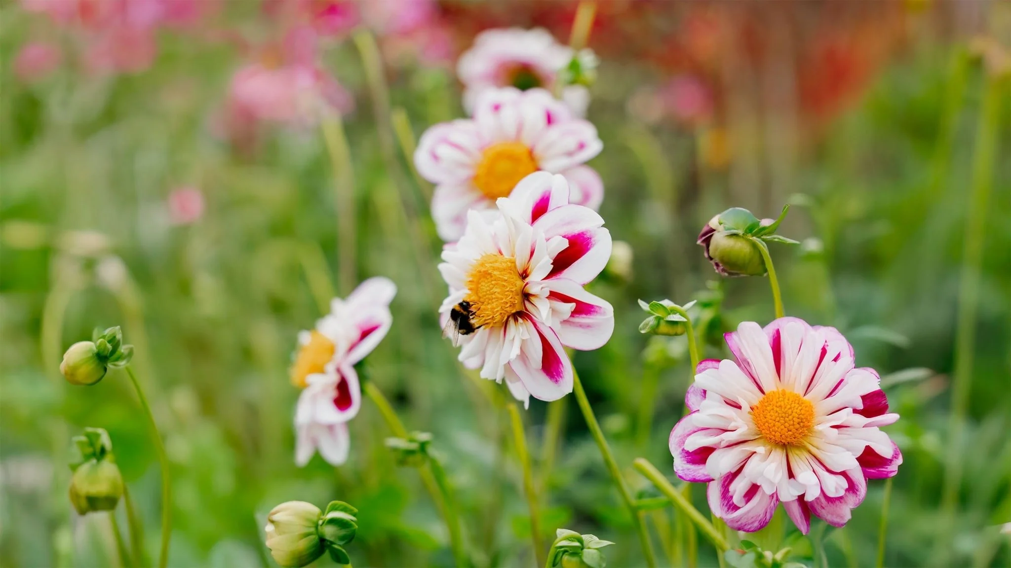 Frø sortiment Butik -Frø sortiment Butik dahlia halskrave 826259