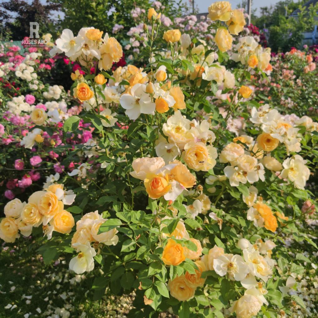 Frø sortiment Butik -Frø sortiment Butik graham thomas 6586e02b50b2.512df6bf1037