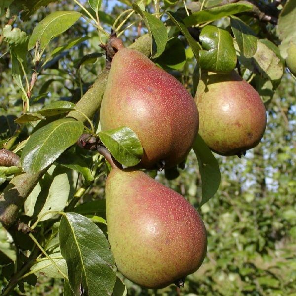 Frø sortiment Butik -Frø sortiment Butik paere clapps favorite