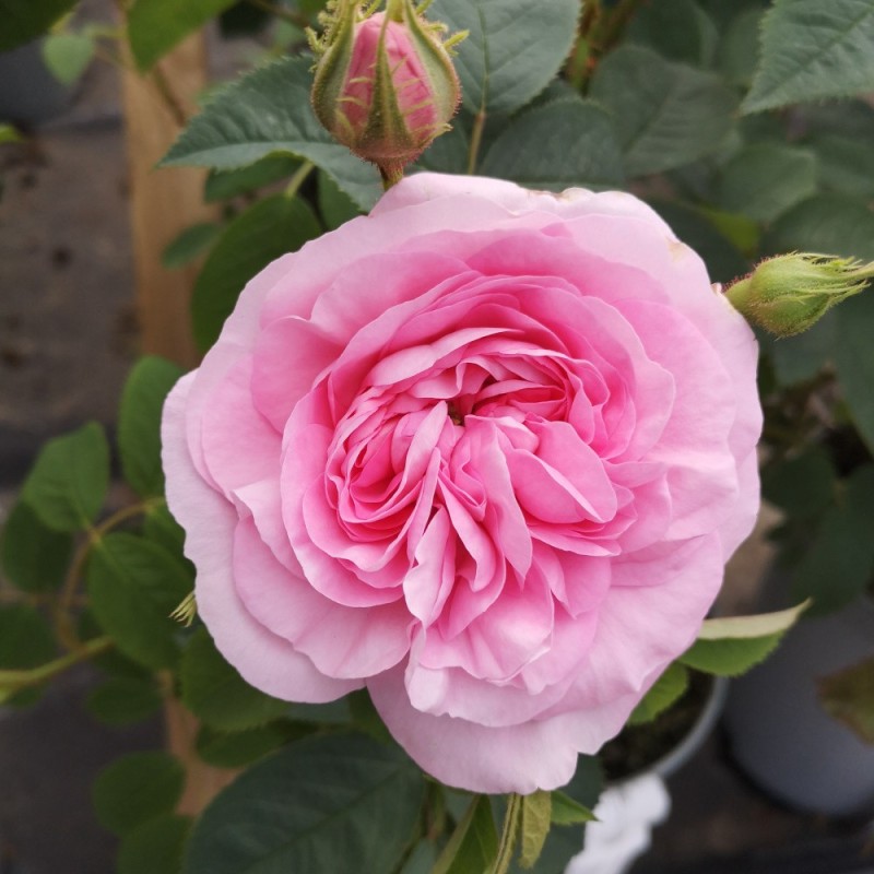 Frø sortiment Butik -Frø sortiment Butik rose dronningen af danmark historisk rose barrods